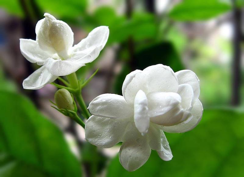 Hoa nhài có thể cải thiện tâm trạng của bạn