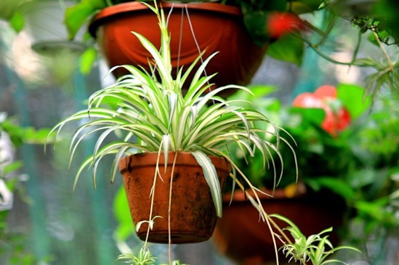Việc trồng cây dây nhện vô cùng đơn giản, và nó không cần bạn phải quá khéo léo hay cầu kỳ