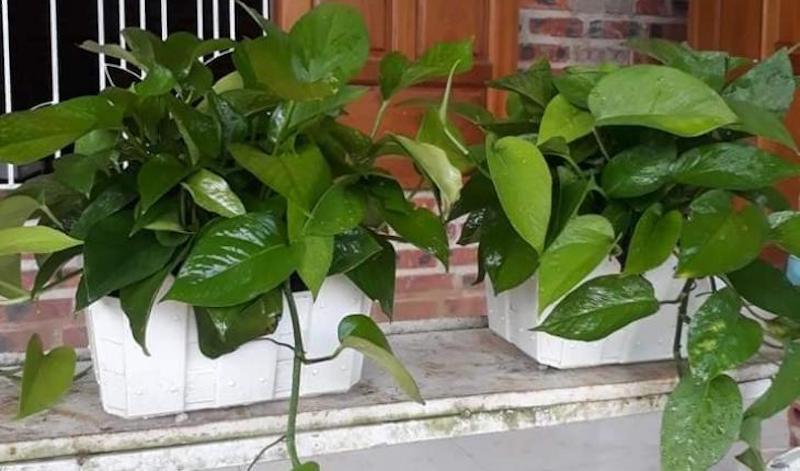 Cây trầu bà cực kỳ hiệu quả trong việc lọc sạch các hợp chất bay hơi