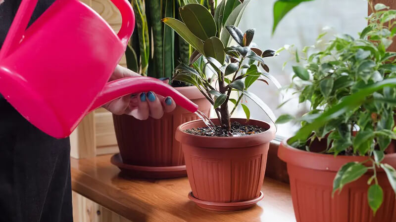 Tưới nước cho cây hai lần mỗi ngày và tránh tưới vào lúc 21-22 giờ