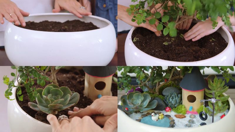 Cách làm sen đá tiểu cảnh