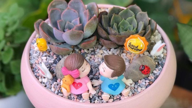 Những mẫu sen đá tiểu cảnh đẹp