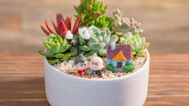 Những mẫu sen đá tiểu cảnh đẹp