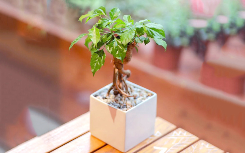 Cây hạnh phúc là loài cây đa công dụng