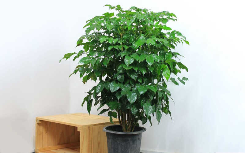 Cây hạnh phúc trồng trong nhà sẽ thấp hơn và hiếm ra hoa