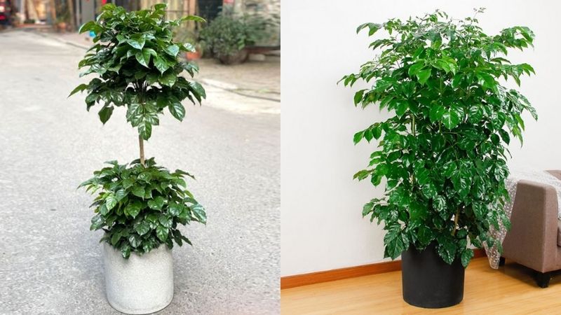 Cây hạnh phúc trong chậu cao phù hợp để ở nhiều góc nhà