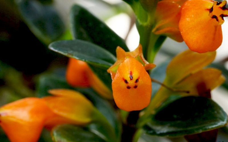 Nguồn gốc, ý nghĩa cây cá vàng