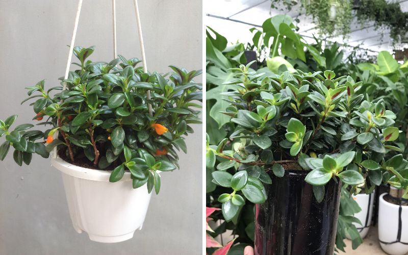 Đặc điểm, phân loại cây cá vàng