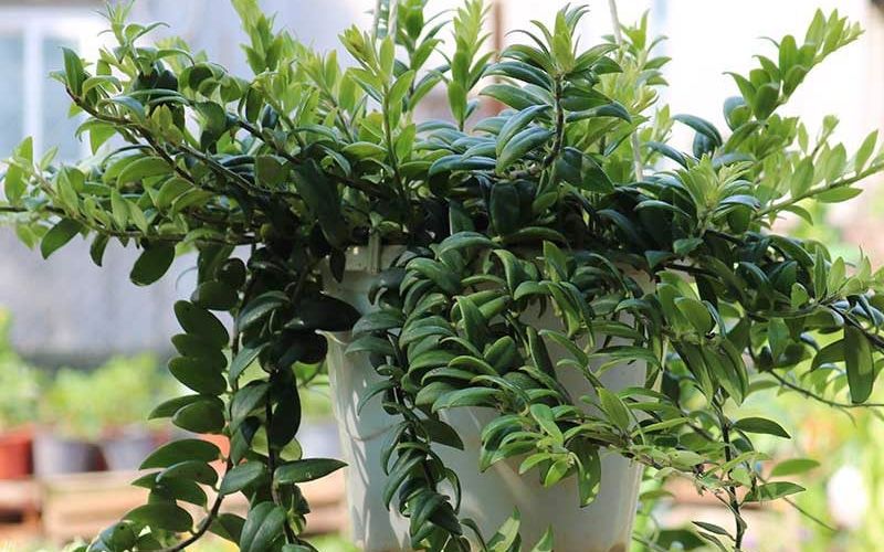Tác dụng của cây cá vàng
