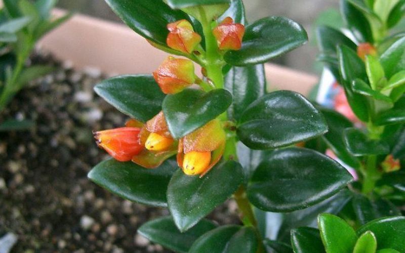 Cách trồng cây cá vàng tại nhà