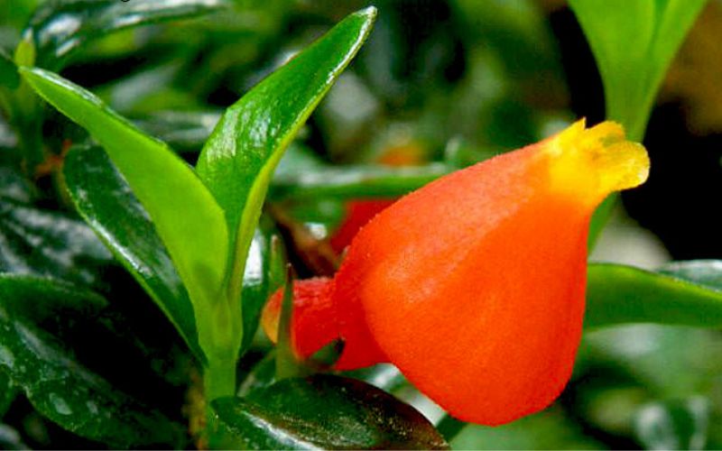 Hoa cá vàng màu cam đỏ rực rỡ