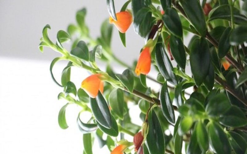Hình ảnh đẹp về cây cá vàng