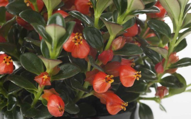 Cây cá vàng có hoa nở đẹp ấn tượng