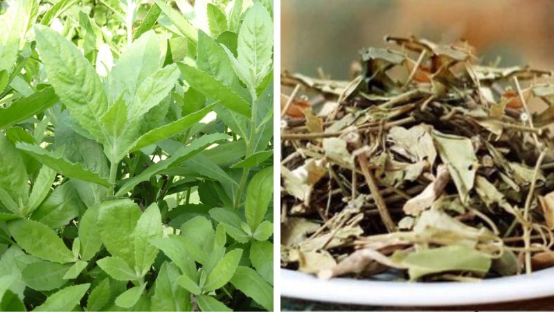 Bộ phận sử dụng làm dược liệu