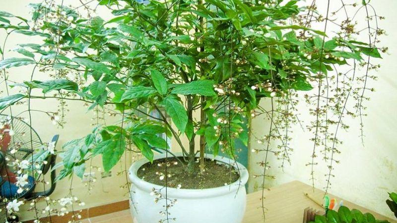 Ý nghĩa phong thuỷ cây dạ ngọc minh châu