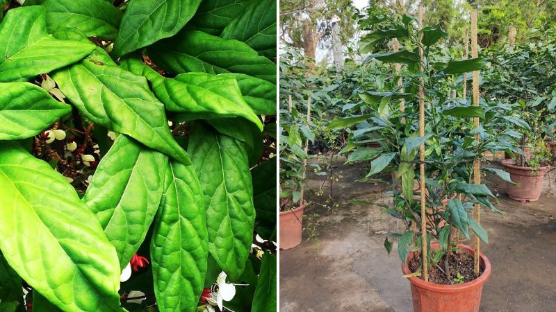 Đặc điểm, phân loại cây dạ ngọc minh châu