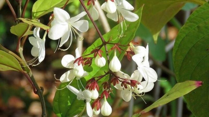 Tác dụng của cây dạ ngọc minh châu