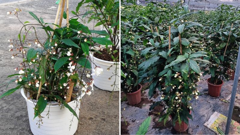 Những chậu hoa xanh mướt, xum xuê
