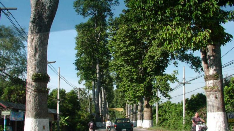Đặc điểm cây dầu rái