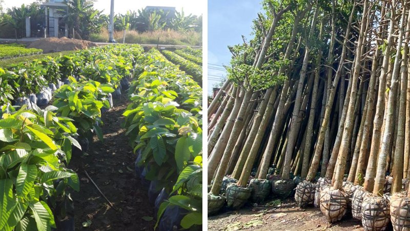 Cách trồng cây dầu rái tại nhà