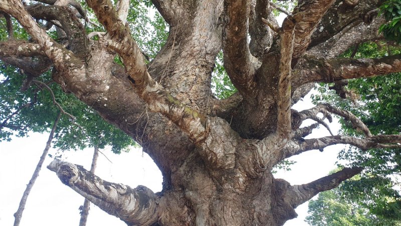 Cây dầu rái hơn 700 năm tuổi