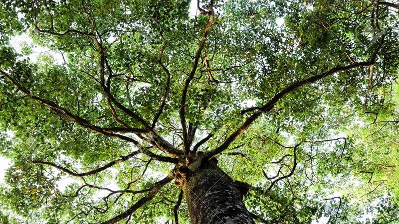 Tán cây dầu rái xòe cực đẹp