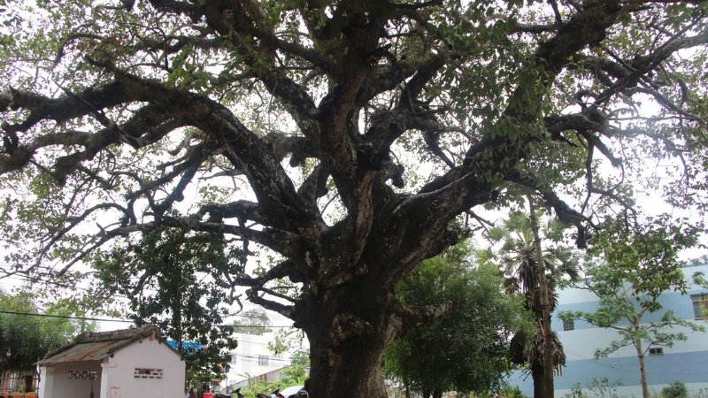 Thân cây dầu rái với hình thù độc lạ