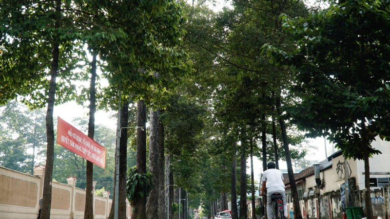 Hàng cây dầu rài phủ xanh đường phố