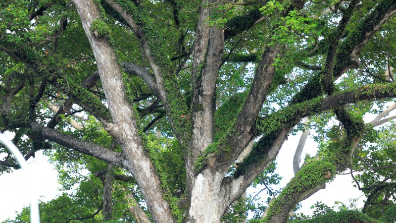Thân cây phủ những lớp rêu xanh mướt