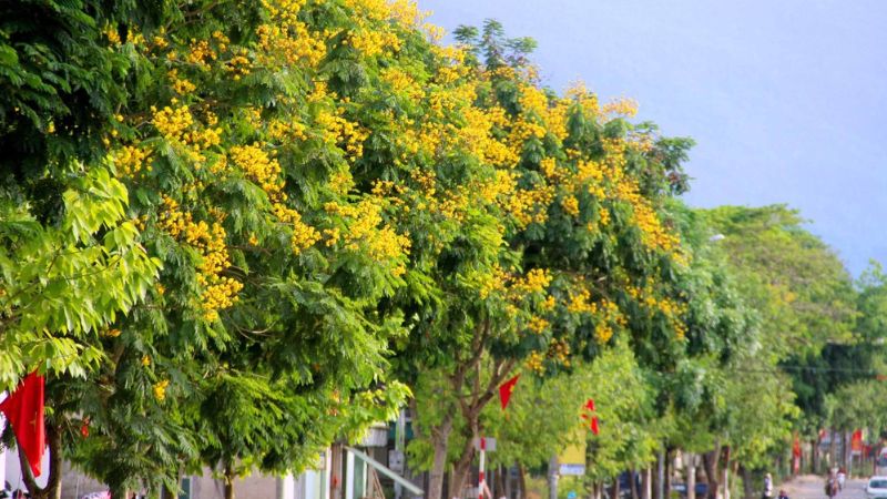 Những cây điệp vàng