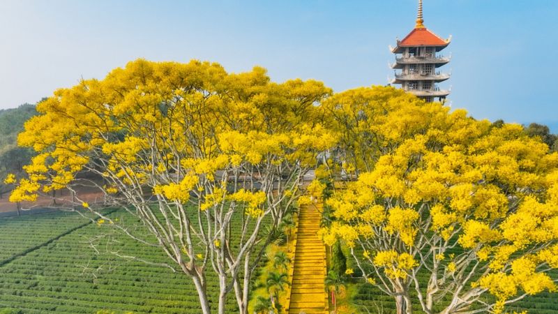Đặc điểm, phân loại cây điệp vàng