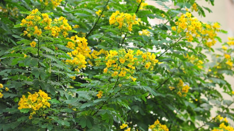 Cách trồng cây điệp vàng tại nhà