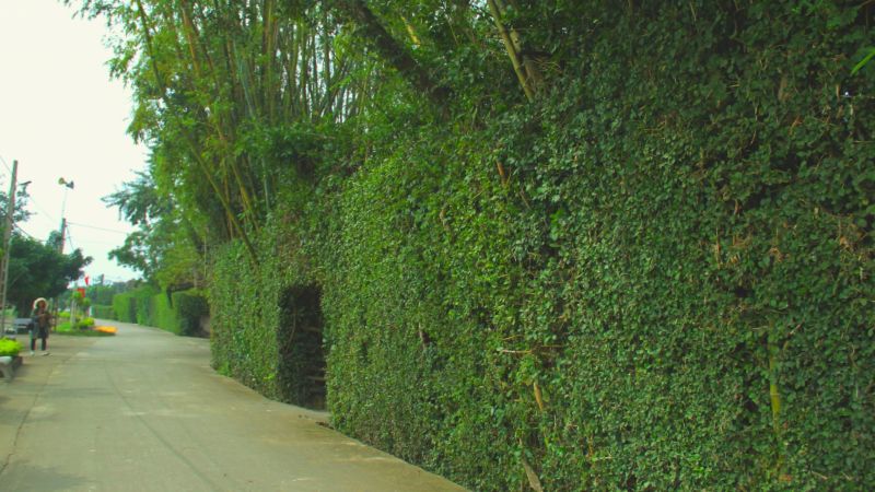 Ý nghĩa phong thuỷ cây duối cảnh