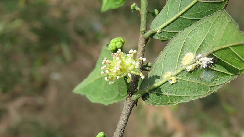 Đặc điểm, phân loại cây duối cảnh