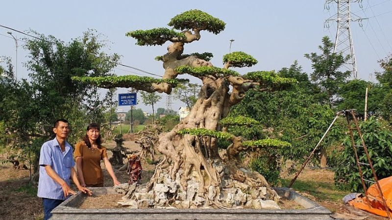 Lưu ý khi trồng và chăm sóc cây duối cảnh