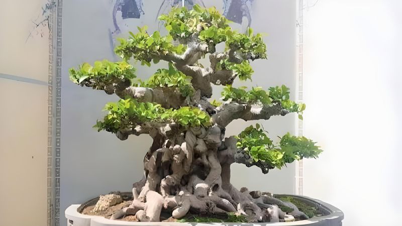 Cây duối cảnh có dáng thu hút, nổi bật