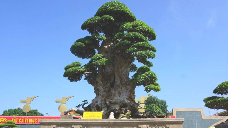 Cây duối cổ thụ cực kỳ sang trọng