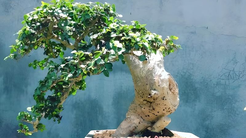 Cây duối mini dáng độc lạ, hiếm có