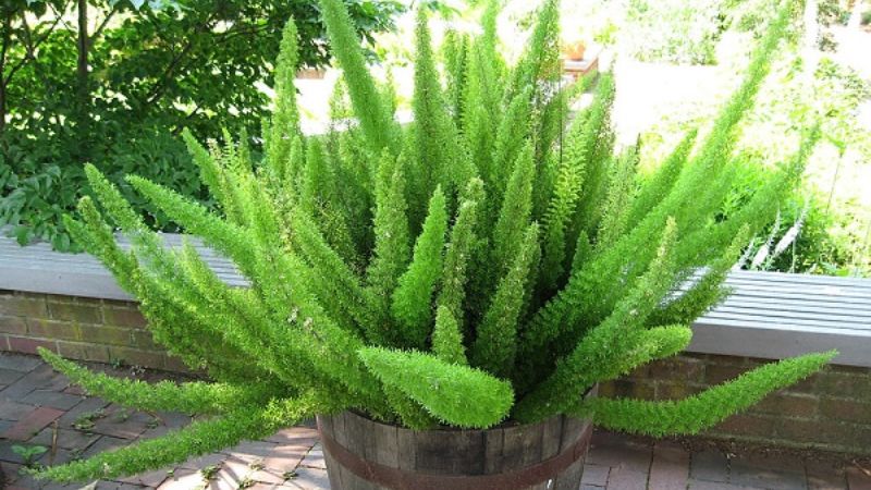Đặc điểm cây đuôi chồn