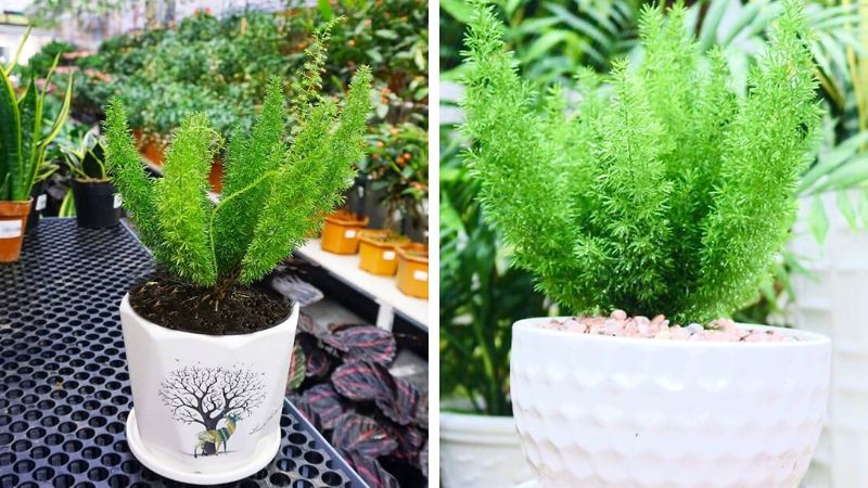 Tác dụng trang trí phòng của cây đuôi chồn