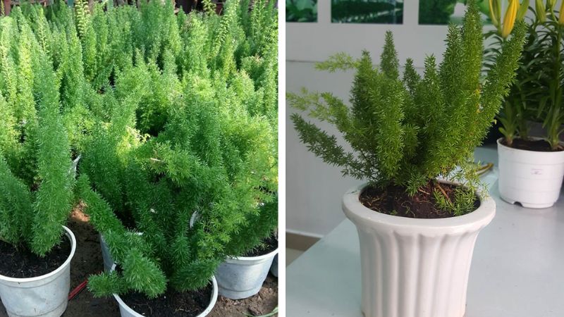 Hình ảnh đẹp về cây đuôi chồn