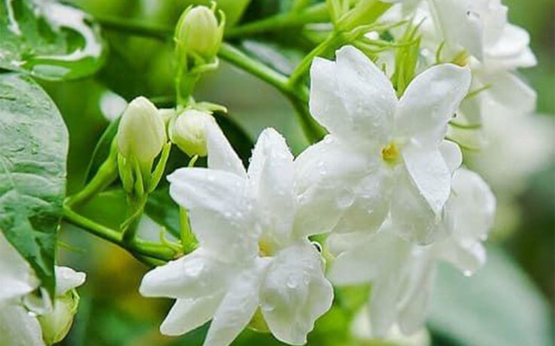 Nguồn gốc của cây hoa nhài