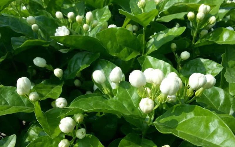 Hoa nhài là một loài cây phong thủy tốt