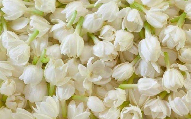 Cách trồng cây hoa nhà tại nhà