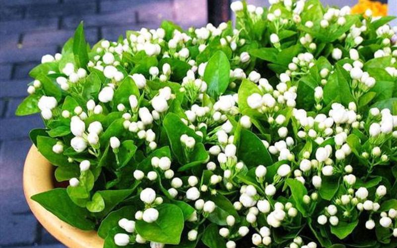 Hoa nhài đơn có hương thơm dễ chịu