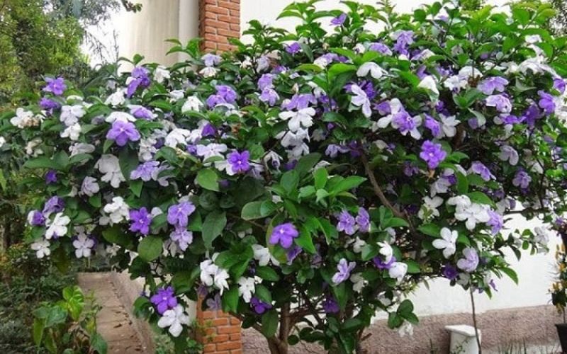 Hoa nhài nhật có sắc tím lộng lẫy