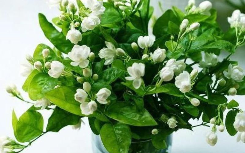 Hoa nhài trắng có nét đẹp tinh khôi
