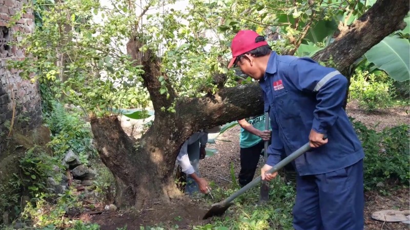 Cách chăm sóc cây hồng quân