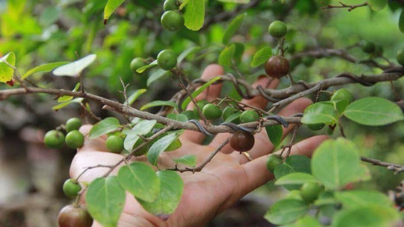 Trái hồng quân
