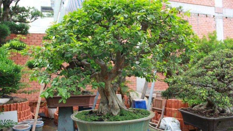 Cây hồng quân cảnh để góc sân